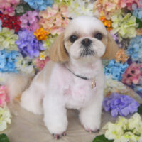 【山手店】2022年6月16日のワンちゃん達♪