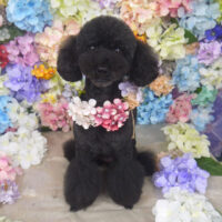 【山手店】2022年6月17日のワンちゃん達♪