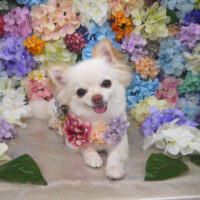 【山手店】2022年6月18日のワンちゃん達♪