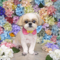 【山手店】2022年6月20日のワンちゃん達♪