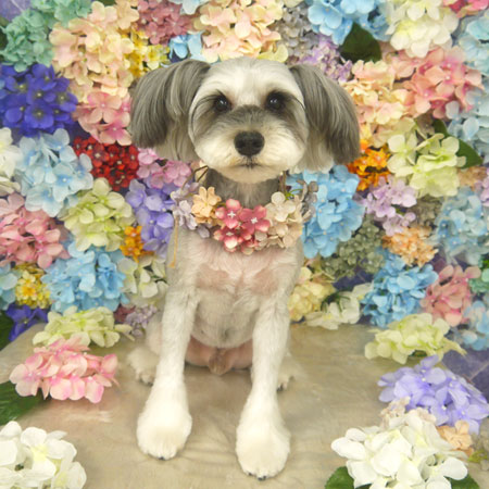 【山手店】2022年6月23日のワンちゃん達♪