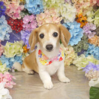 【山手店】2022年6月24日のワンちゃん達♪