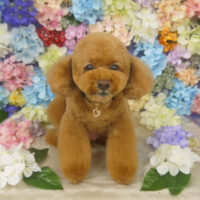 【山手店】2022年6月25日のワンちゃん達♪