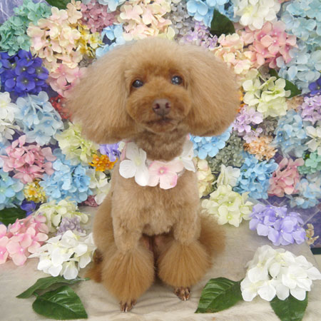 【山手店】2022年6月26日のワンちゃん達♪