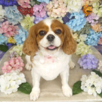 【山手店】2022年6月27日のワンちゃん達♪