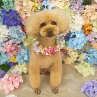 【山手店】2022年6月29日のワンちゃん達♪