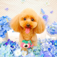 【池下店】2022年6月2日のワンちゃん達♪