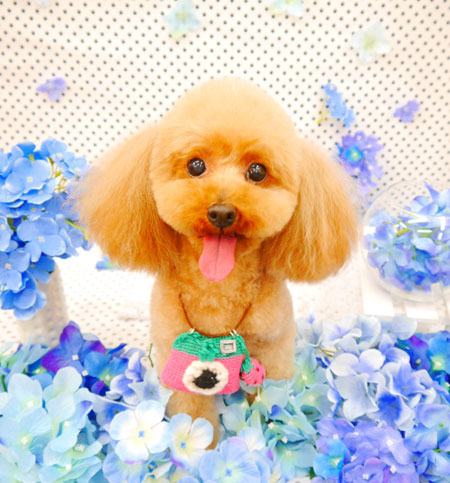 【池下店】2022年6月2日のワンちゃん達♪