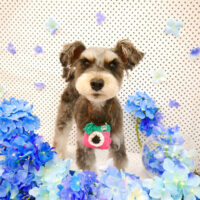 【池下店】2022年6月3日のワンちゃん達♪