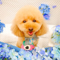 【池下店】2022年6月5日のワンちゃん達♪