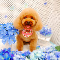 【池下店】2022年6月6日のワンちゃん達♪