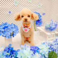 【池下店】2022年6月9日のワンちゃん達♪