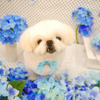 【池下店】2022年6月10日のワンちゃん達♪