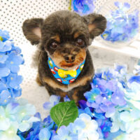 【池下店】2022年6月11日のワンちゃん達♪