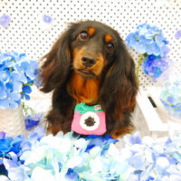 【池下店】2022年6月12日のワンちゃん達♪