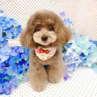 【池下店】2022年6月13日のワンちゃん達♪