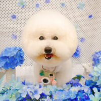 【池下店】2022年6月16日のワンちゃん達♪