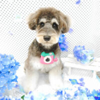 【池下店】2022年6月17日のワンちゃん達♪