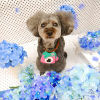 【池下店】2022年6月18日のワンちゃん達♪