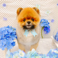 【池下店】2022年6月19日のワンちゃん達♪