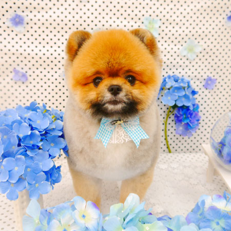 【池下店】2022年6月19日のワンちゃん達♪