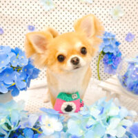 【池下店】2022年6月20日のワンちゃん達♪