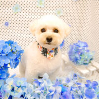 【池下店】2022年6月23日のワンちゃん達♪