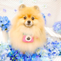 【池下店】2022年6月24日のワンちゃん達♪