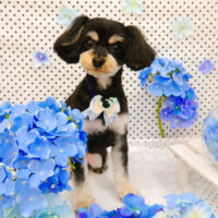 【池下店】2022年6月25日のワンちゃん達♪