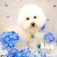 【池下店】2022年6月26日のワンちゃん達♪