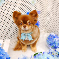 【池下店】2022年6月27日のワンちゃん達♪