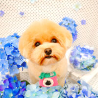 【池下店】2022年6月30日のワンちゃん達♪