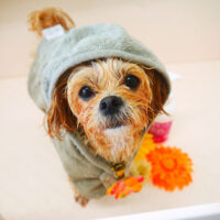 【山手店】2022年6月19日のワンちゃん達♪