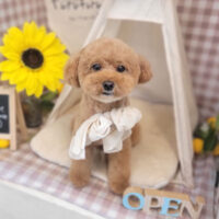 【本店】2022年7月14日のワンちゃん達♪