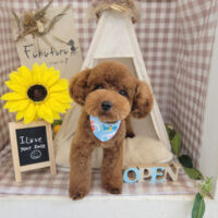 【本店】2022年7月29日のワンちゃん達♪