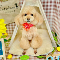 【本店】2022年7月1日のワンちゃん達♪