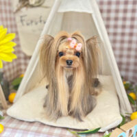 【本店】2022年7月2日のワンちゃん達♪