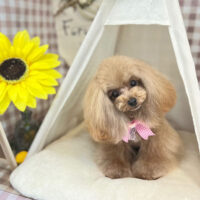 【本店】2022年7月7日のワンちゃん達♪