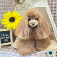 【本店】2022年7月9日のワンちゃん達♪