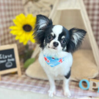 【本店】2022年7月10日のワンちゃん達♪