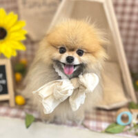 【本店】2022年7月3日のワンちゃん達♪