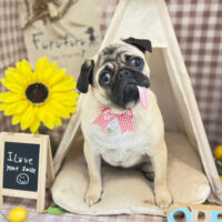 【本店】2022年7月15日のワンちゃん達♪