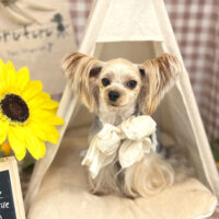 【本店】2022年7月11日のワンちゃん達♪