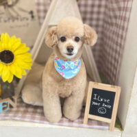 【本店】2022年7月23日のワンちゃん達♪