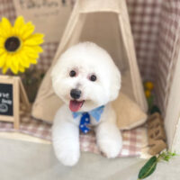 【本店】2022年7月24日のワンちゃん達♪