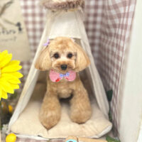 【本店】2022年7月25日のワンちゃん達♪