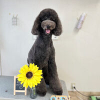 【本店】2022年7月27日のワンちゃん達♪