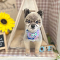 【本店】2022年7月31日のワンちゃん達♪