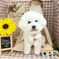 【本店】2022年7月30日のワンちゃん達♪