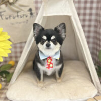 【本店】2022年7月8日のワンちゃん達♪